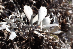 Berkheya cuneata