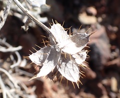 Berkheya cuneata
