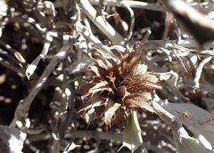 Berkheya cuneata