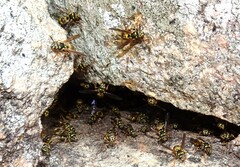 Ropalidia socialistica