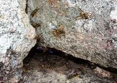 Ropalidia socialistica