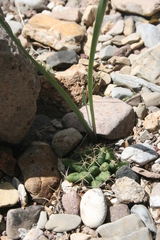 Mammillaria longimamma