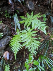 Leptogramma mollissima