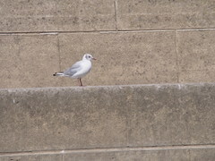 Chroicocephalus ridibundus