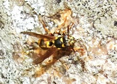 Ropalidia socialistica