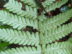 Leptogramma mollissima