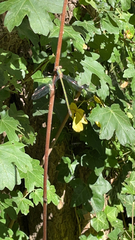 Chalcolestes viridis