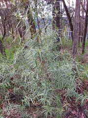 Olearia viscidula