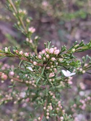 Cyanothamnus anemonifolius