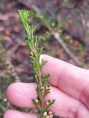 Cyanothamnus anemonifolius