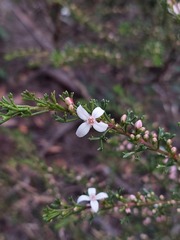 Cyanothamnus anemonifolius