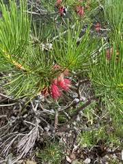 Melaleuca granitica
