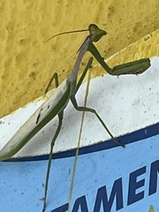 Stagmatoptera supplicaria