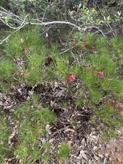 Melaleuca granitica