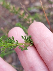 Cyanothamnus anemonifolius
