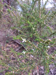 Cyanothamnus anemonifolius
