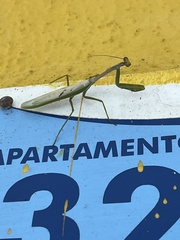 Stagmatoptera supplicaria