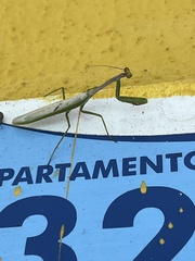 Stagmatoptera supplicaria
