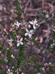 Cyanothamnus anemonifolius