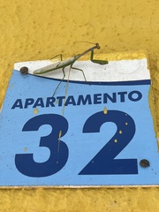 Stagmatoptera supplicaria