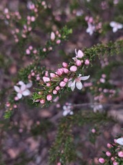 Cyanothamnus anemonifolius