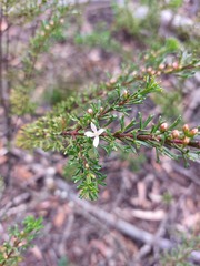 Cyanothamnus anemonifolius
