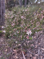 Cyanothamnus anemonifolius