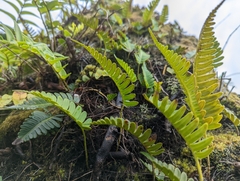 Davallia pectinata