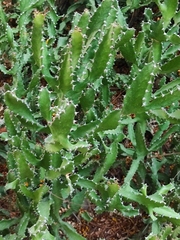 Euphorbia lactea
