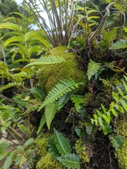 Davallia pectinata