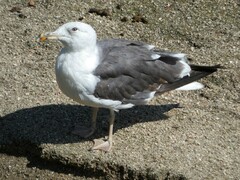 Larus fuscus