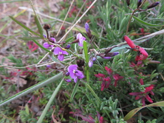 Glycine rubiginosa