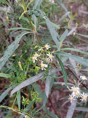 Olearia viscidula