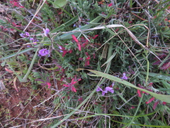 Glycine rubiginosa