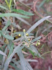 Olearia viscidula