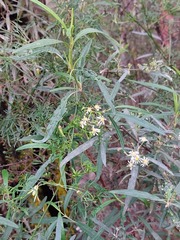 Olearia viscidula