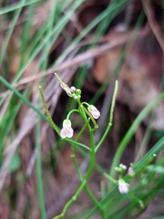 Cardamine paucijuga