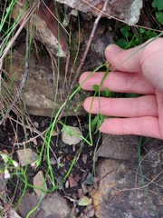 Cardamine paucijuga