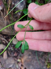 Cardamine paucijuga