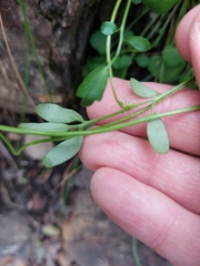 Cardamine paucijuga