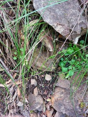 Cardamine paucijuga
