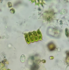 Desmodesmus communis