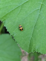 Aulacophora quadrimaculata