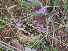 Glycine rubiginosa