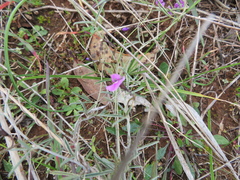 Glycine rubiginosa