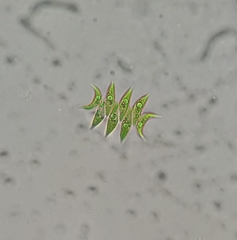 Tetradesmus