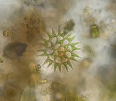 Lacunastrum gracillimum