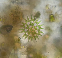 Lacunastrum gracillimum