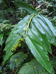 Alpinia flabellata