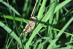Calliptamus italicus